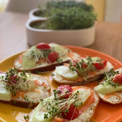 Komplettes Heim Microgreens Starter-Kit