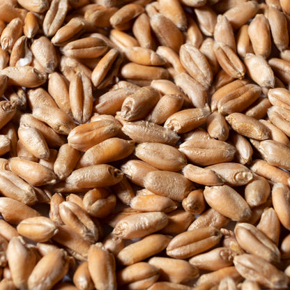 Wheat Microgreens Seeds