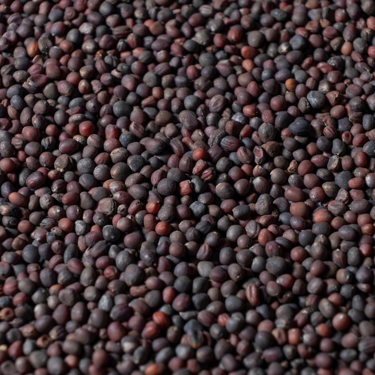 Red Kohlrabi Microgreen Seeds