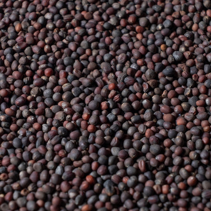 Red Kohlrabi Microgreen Seeds