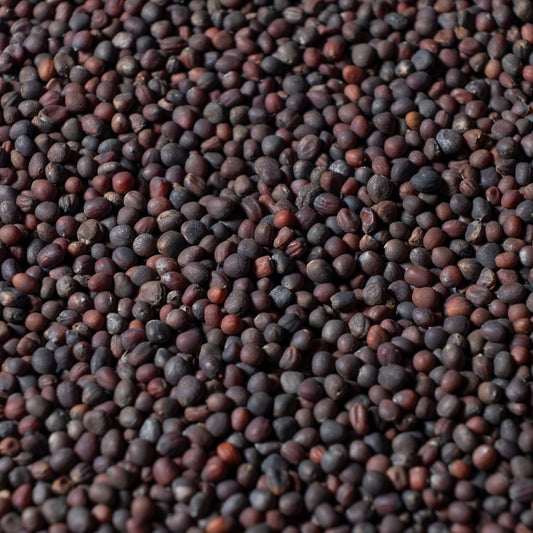 Red Kohlrabi Microgreen Seeds