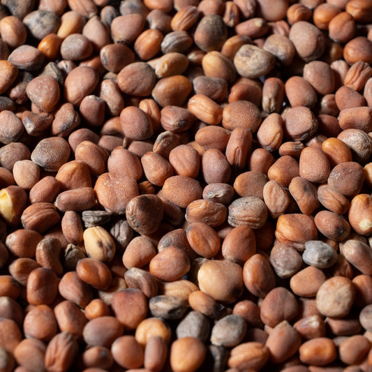 China Rose Radish Microgreens Seeds