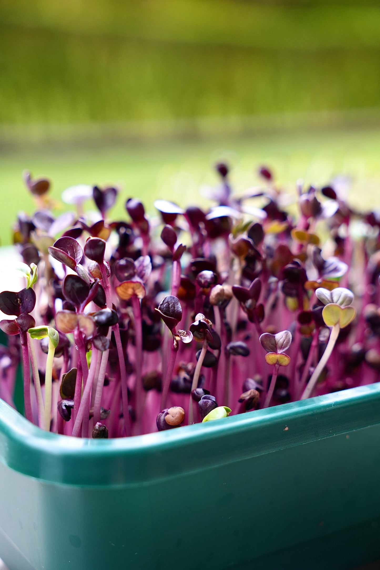GOURMET – Das Premium-Microgreens-Set für echte Feinschmecker