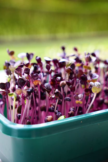 GOURMET – Das Premium-Microgreens-Set für echte Feinschmecker