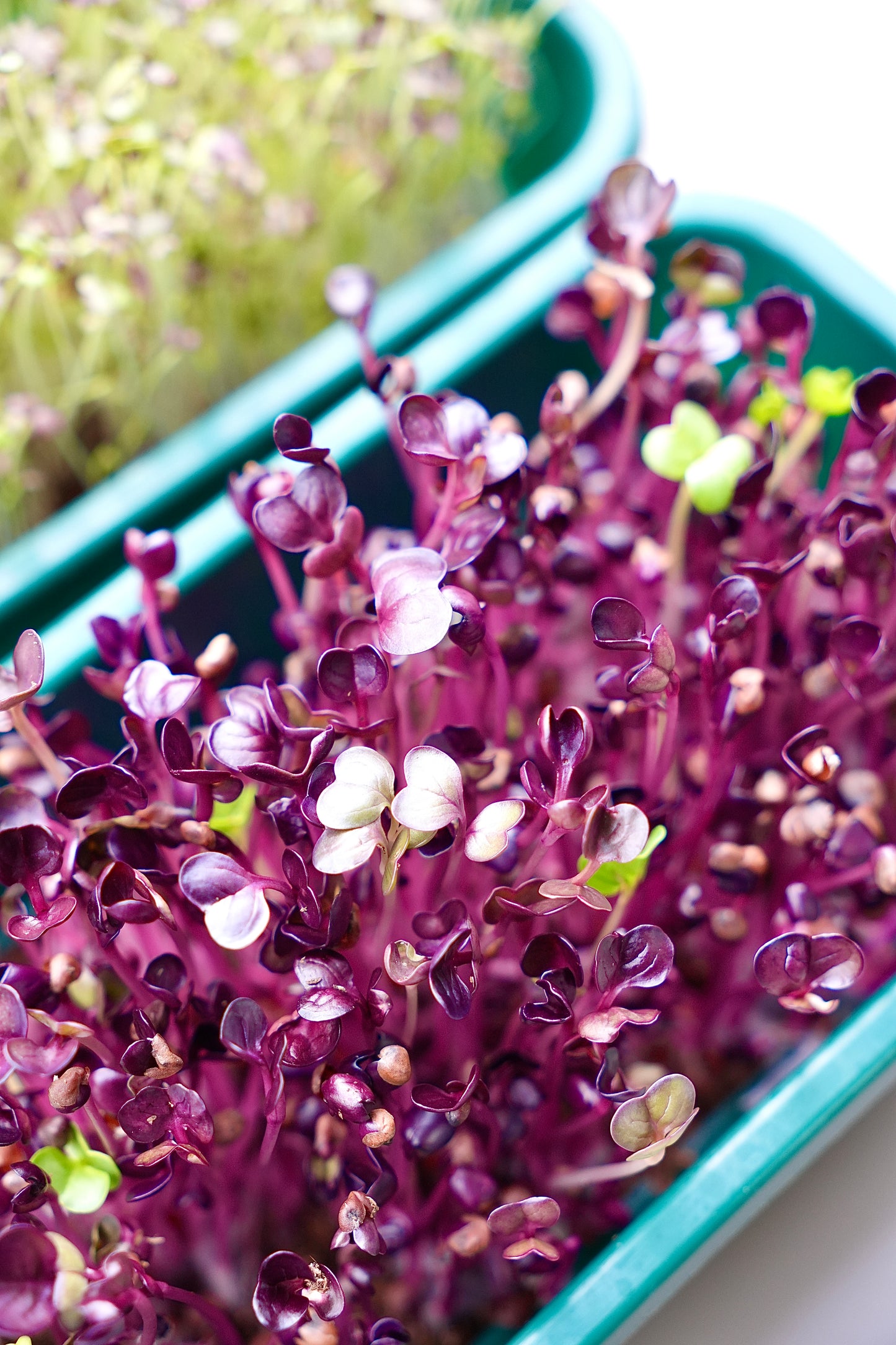 GOURMET – Das Premium-Microgreens-Set für echte Feinschmecker