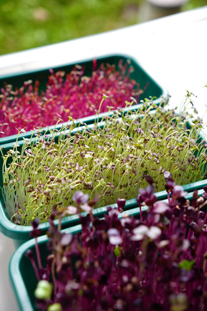 GOURMET – Das Premium-Microgreens-Set für echte Feinschmecker
