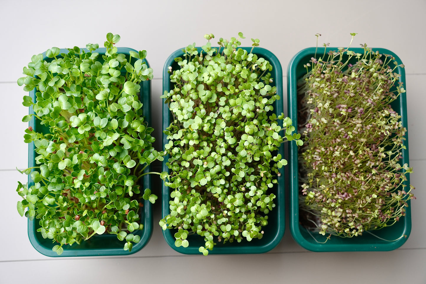 SPICY – Das pikante Microgreens-Set für intensiven Geschmack