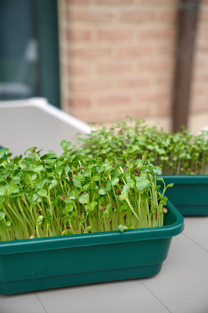 SPICY – Das pikante Microgreens-Set für intensiven Geschmack