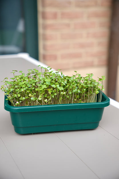 SPICY – Das pikante Microgreens-Set für intensiven Geschmack