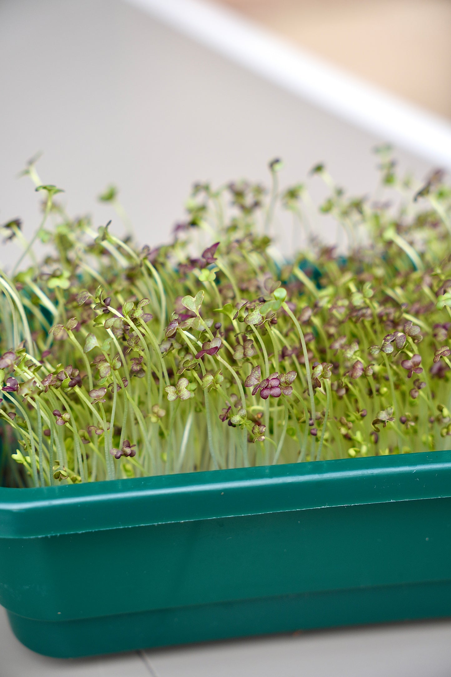 GOURMET – Das Premium-Microgreens-Set für echte Feinschmecker