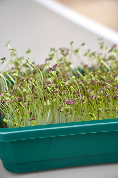 GOURMET – Das Premium-Microgreens-Set für echte Feinschmecker
