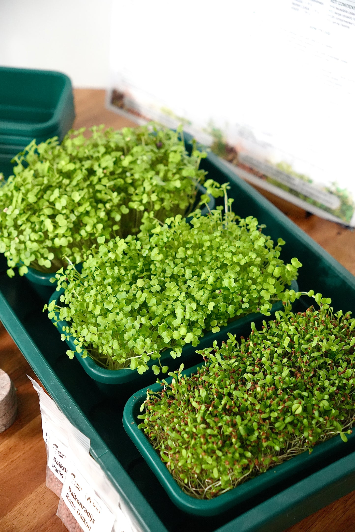 IMMUNE BOOSTER – Microgreens-Set für eine starke Immunabwehr