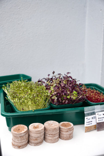 GOURMET – Das Premium-Microgreens-Set für echte Feinschmecker