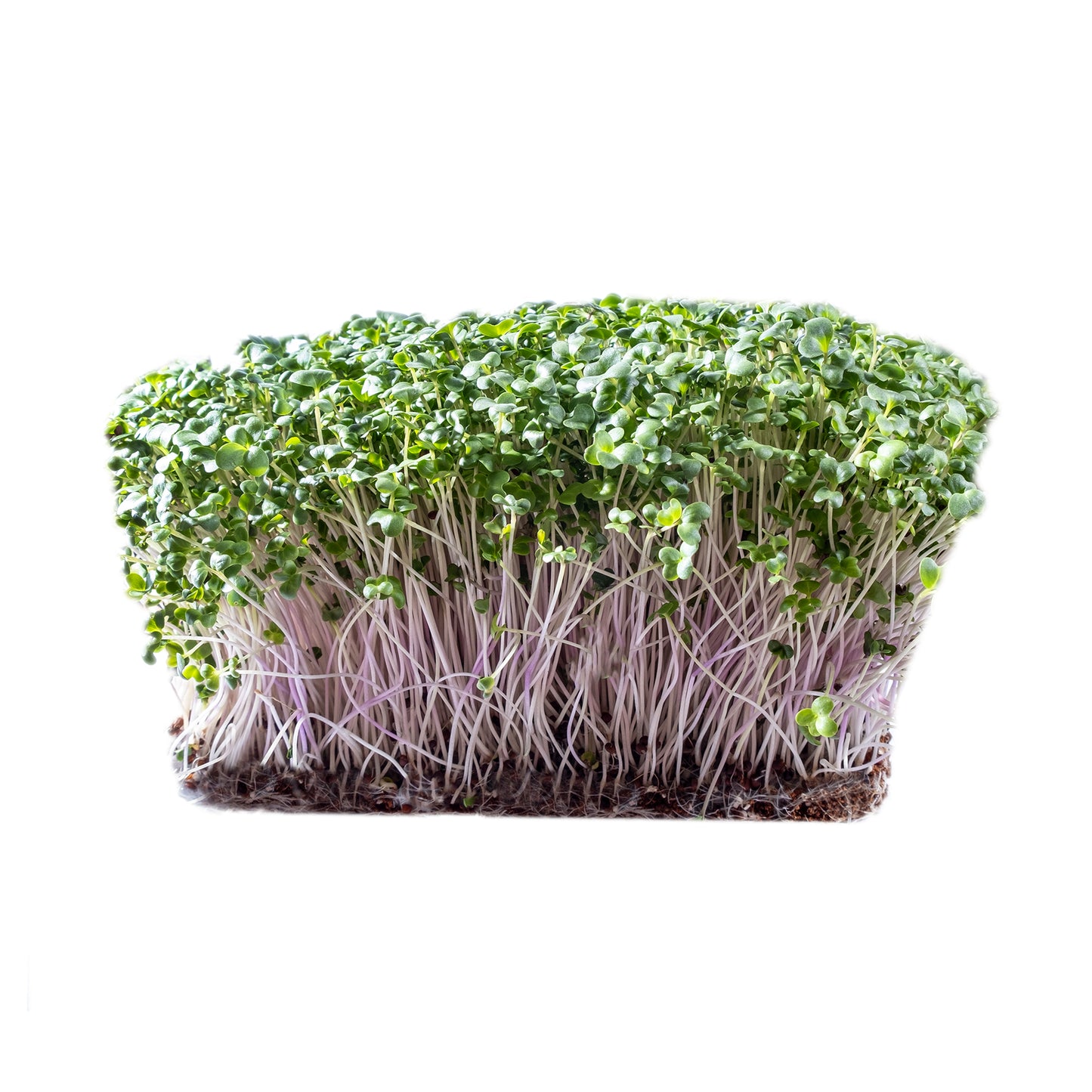 Brokkoli Purple Haze Mikrogrün Samen