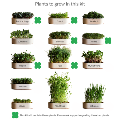 Komplettes Heim Microgreens Starter-Kit