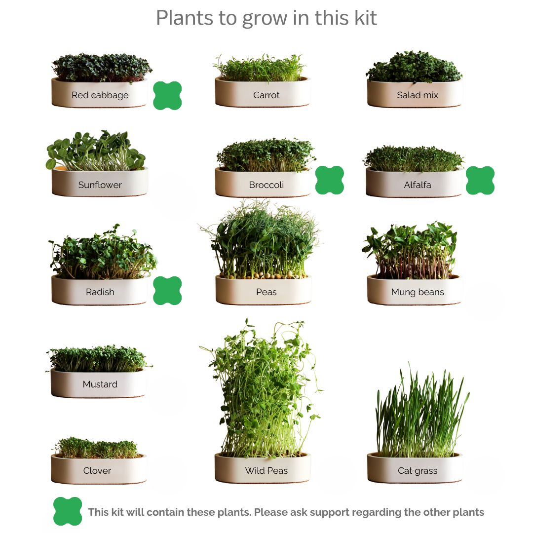Keramik-Microgreen-Anzuchtset