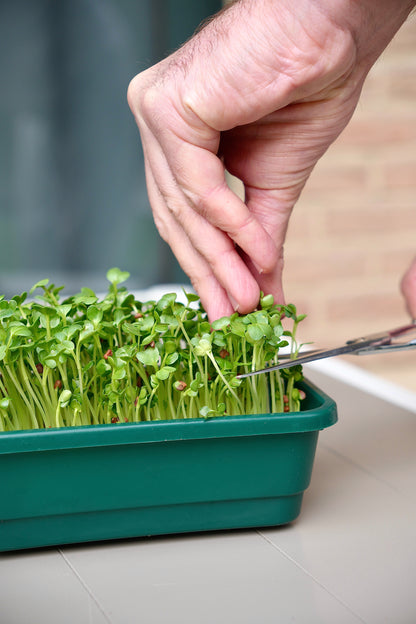 GOURMET – Das Premium-Microgreens-Set für echte Feinschmecker