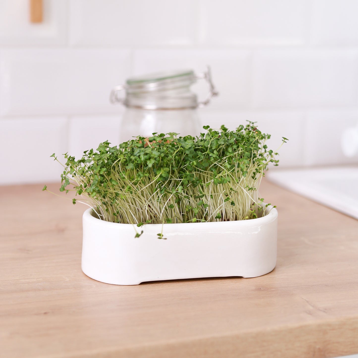 Keramik-Microgreen-Anzuchtset