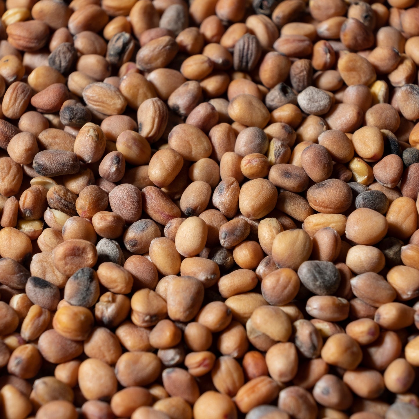 Red Coral Radish Microgreens Seeds