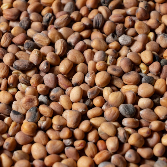 Red Coral Rettich Microgreens Samen