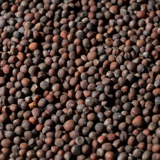 Red Cabbage Microgreens Seeds