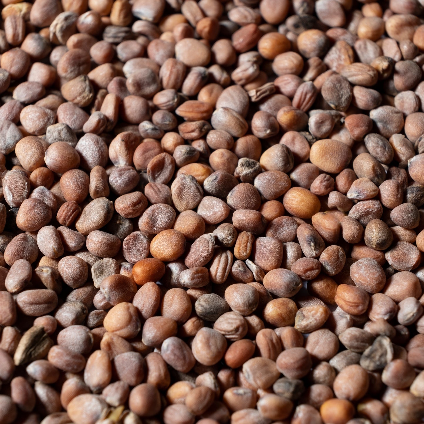 Green Radish Daikon Microgreens Seeds