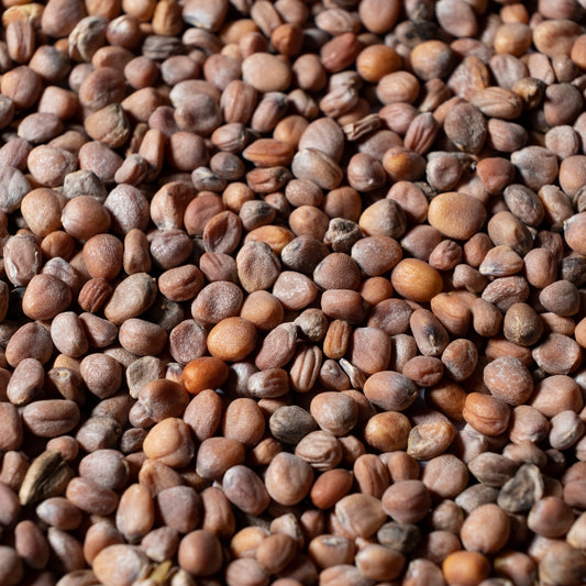 Grüne Rettich Daikon Microgreens Samen