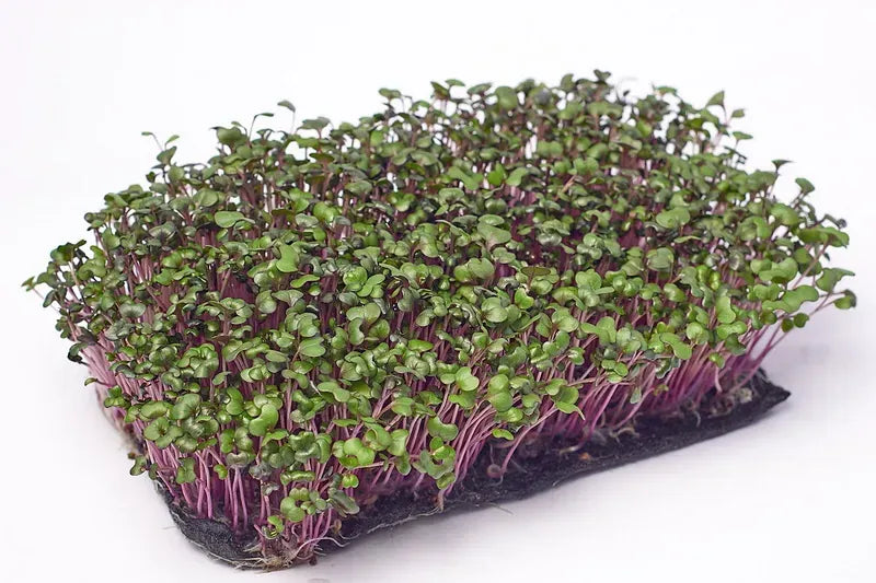 Red Cabbage Microgreens Seeds
