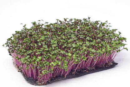 Red Cabbage Microgreens Seeds