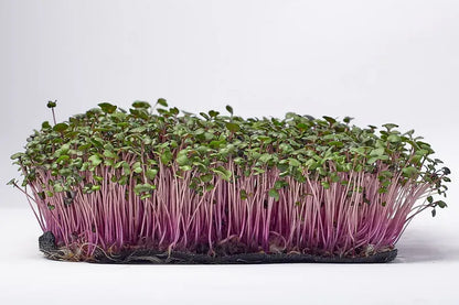 Red Cabbage Microgreens Seeds
