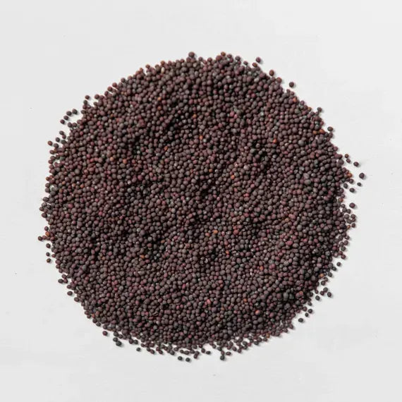 Red Cabbage Microgreens Seeds