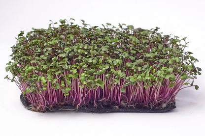 Red Cabbage Microgreens Seeds