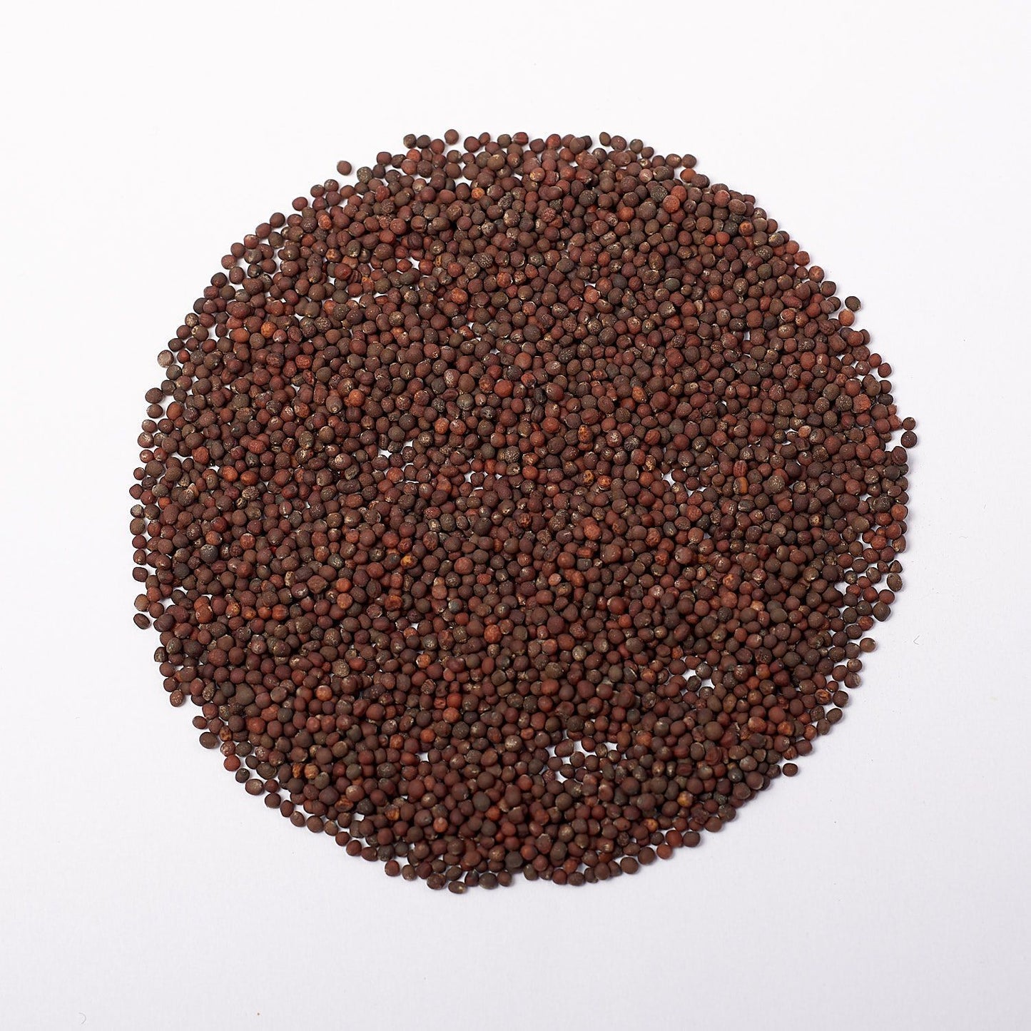 Rode Koolrabi Microgreen Zaden