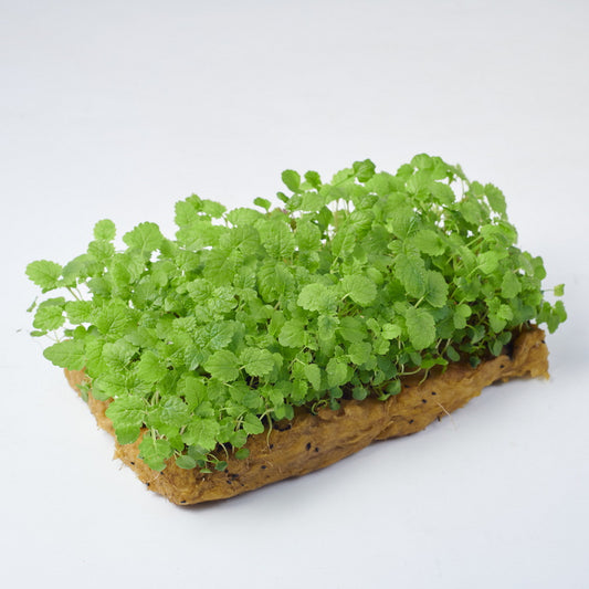 Melissa Lemon Balm Microgreens Seeds