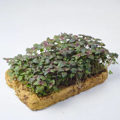Semillas Microgreens Shiso Verde (Perilla)