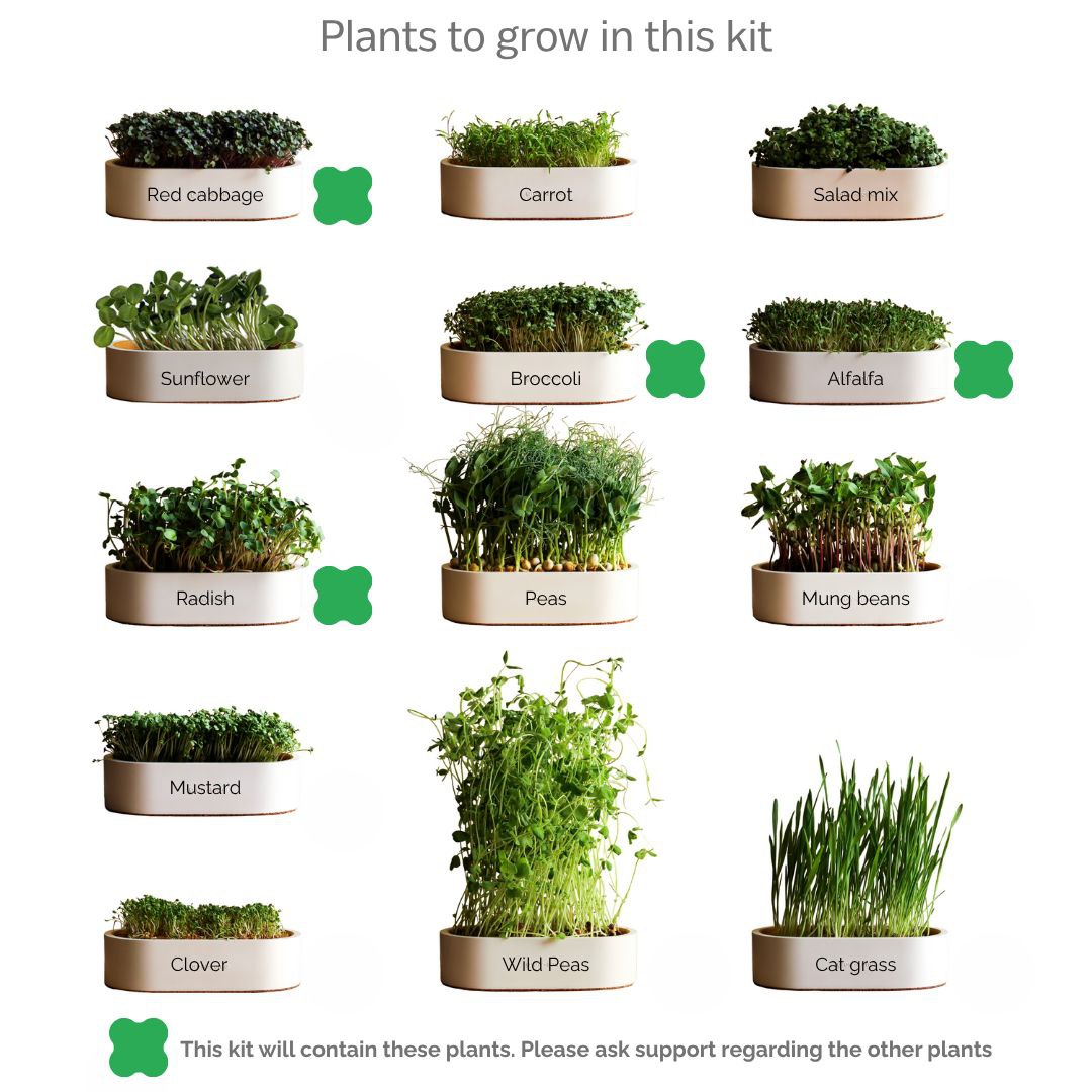 Tapis de Culture de Micropousses avec Graines de Radis