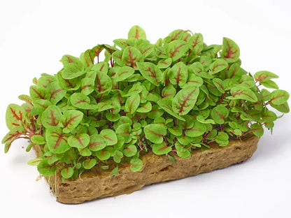 Semillas de Microgreens Acedera Sangrienta