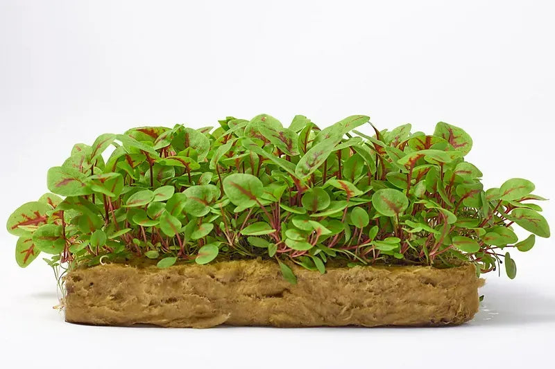 Semillas de Microgreens Acedera Sangrienta
