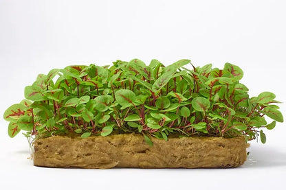 Semillas de Microgreens Acedera Sangrienta